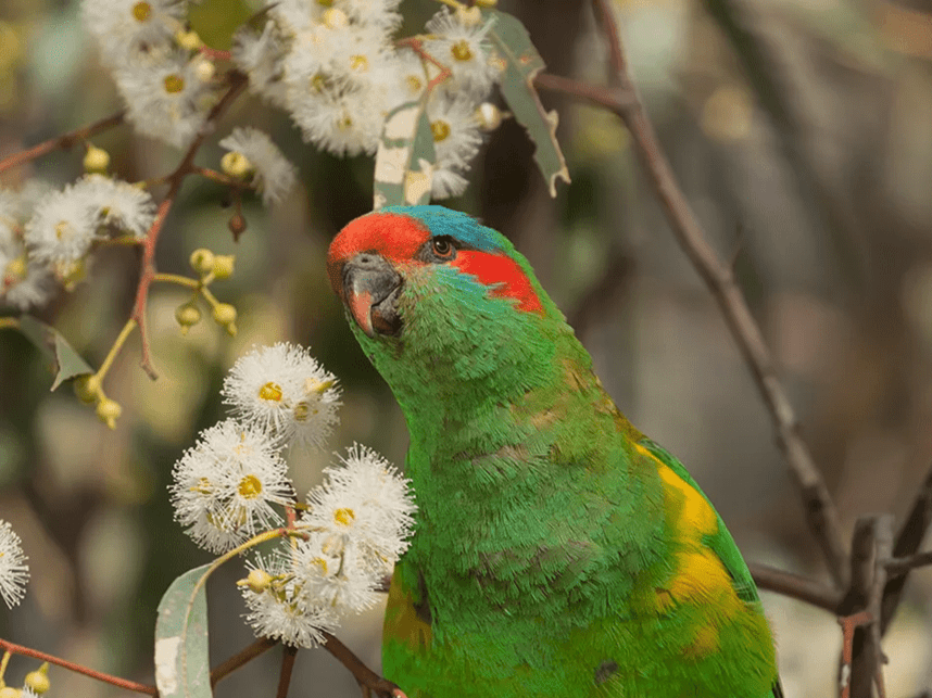 Musk Lorikeet on flowering River Red Gum | Photographer Geoff Park