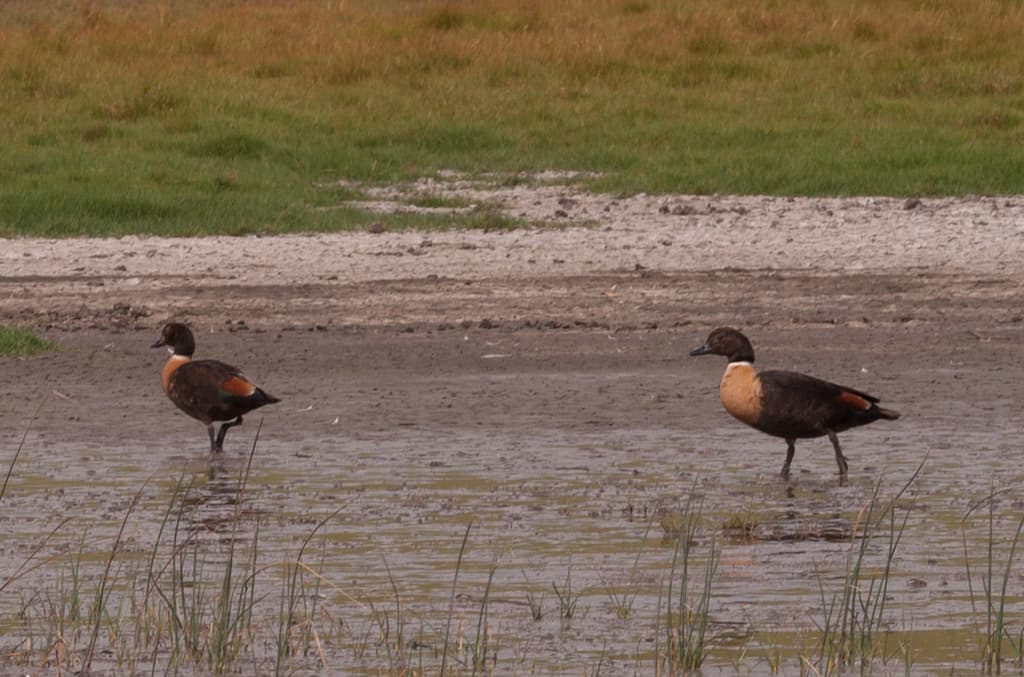 Australian Shelduck | Photographyer Rolf Lawrenz CC BY iNaturalist
