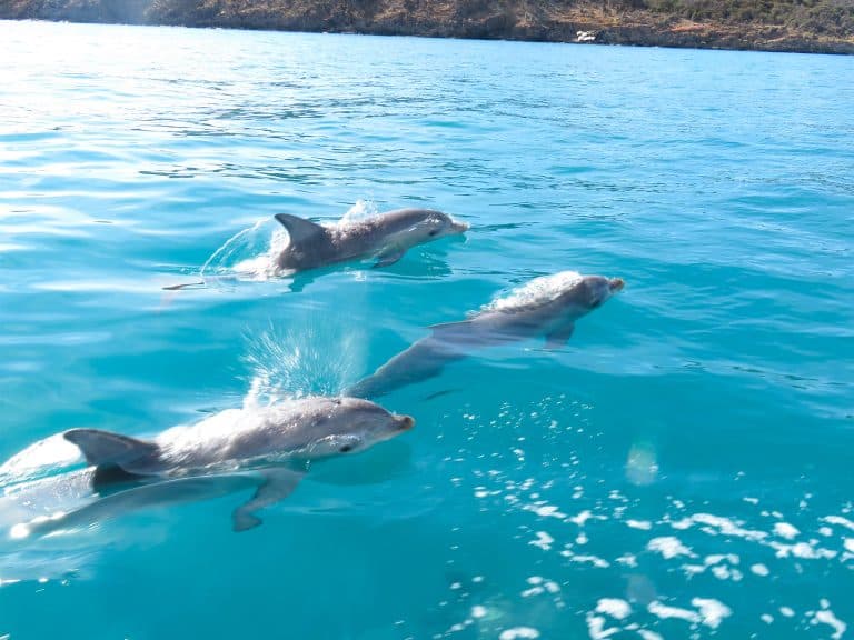 Bottlenose dolphins | Photo credit Kangaroo Island Ocean Safari