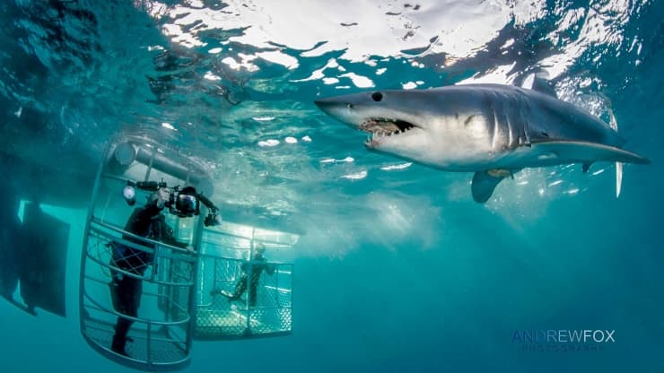 Great White Shark | Copyright Rodney Fox Expeditions