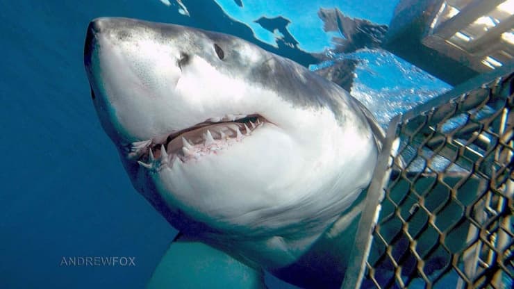 Great White Shark | Copyright Rodney Fox Expeditions