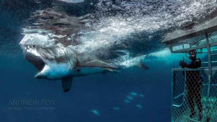 Great White Shark | Copyright Rodney Fox Expeditions