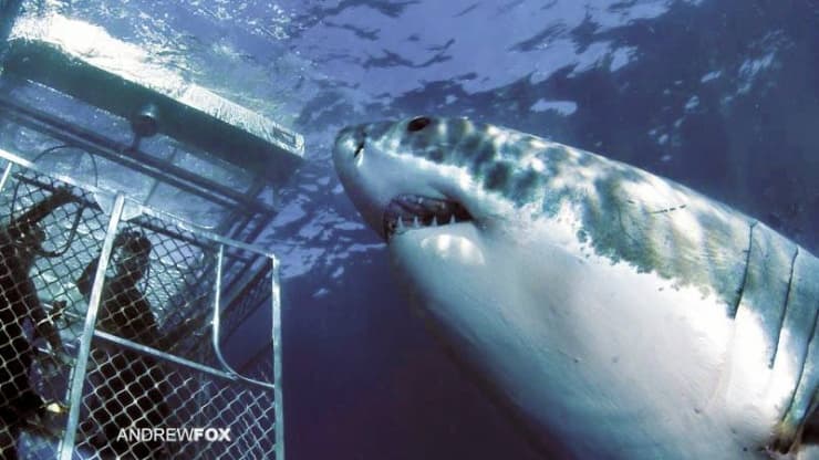 Great White Shark | Copyright Rodney Fox Expeditions