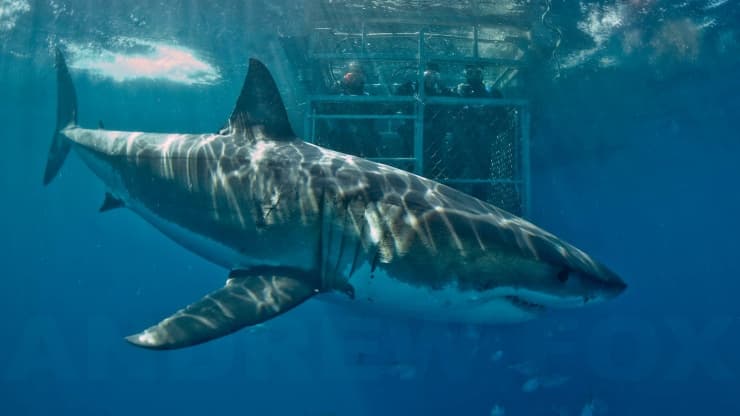 Great White Shark | Copyright Rodney Fox Expeditions