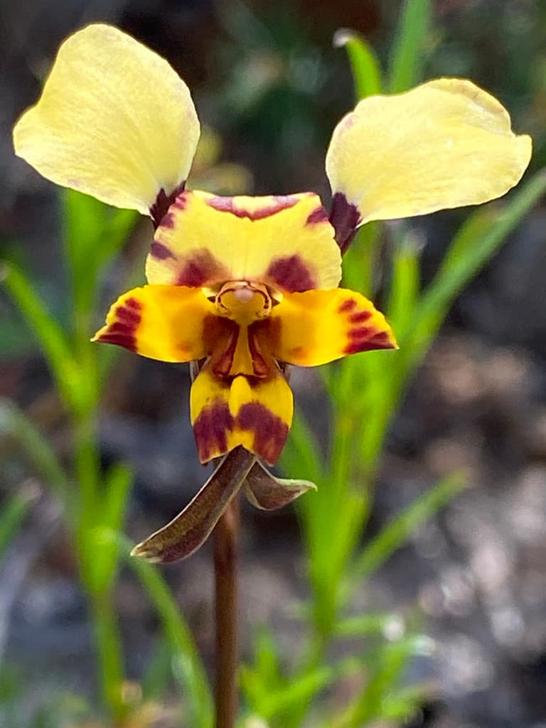 Diuris calciocola | Photographer John Van Den Nouwelant CCBY iNaturalist