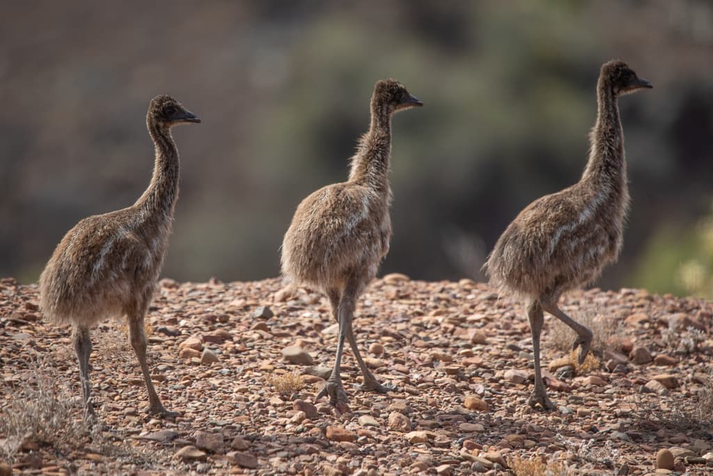 Emus | Photographer Joshua S Martin CC0 iNaturalist