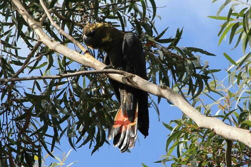 Glossy Black Cockatoo | Photographer Christopher Brandis CC0 iNaturalist