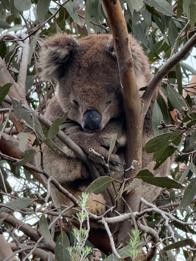 Koala | Photographer Gayl Sullivan CC0 iNaturalist