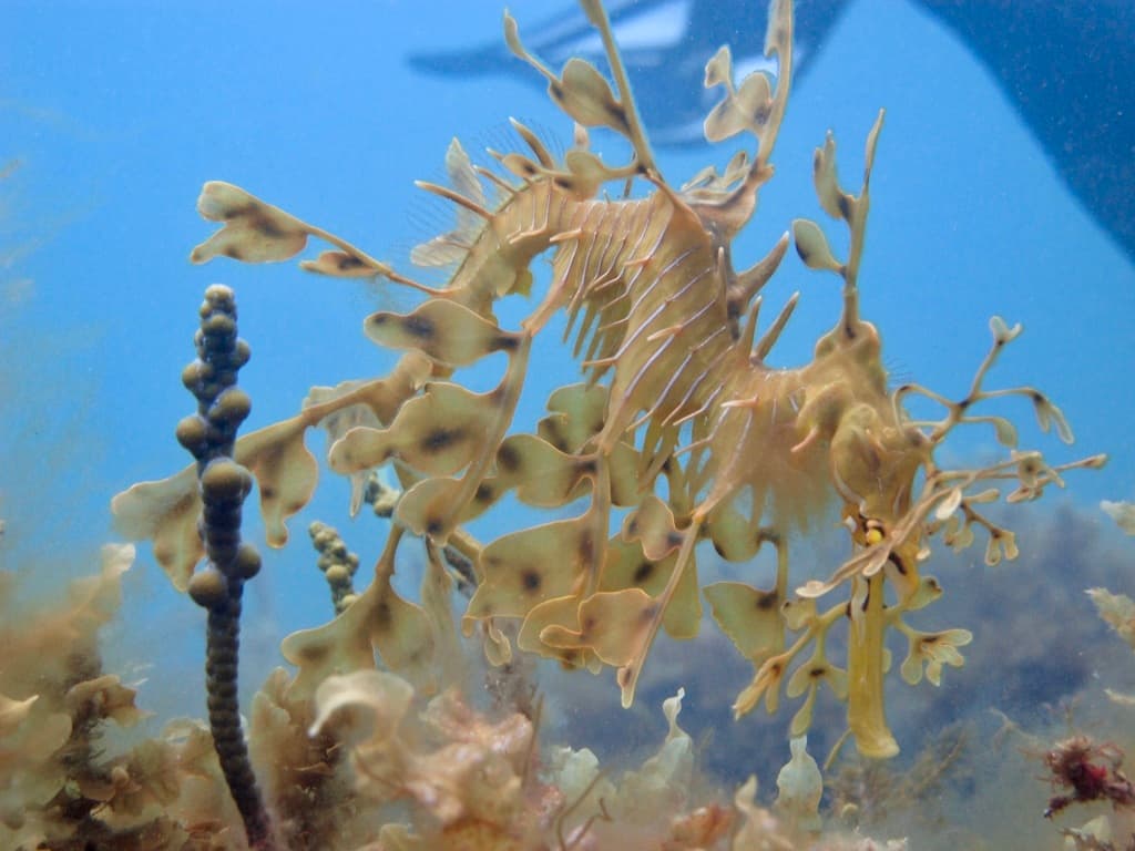 Leafy Seadragon | Photographer Jennie Pistevos CCBY iNaturalist
