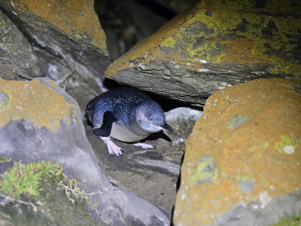 Little Penguin | Photographer Max Tibby CC0 iNaturalist