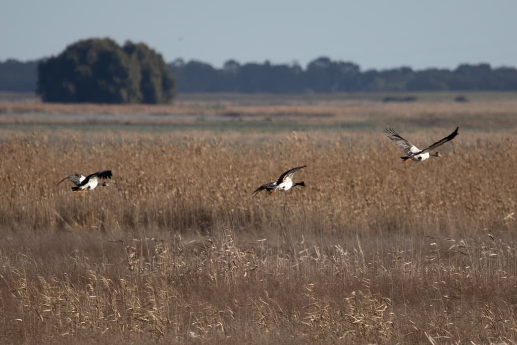 Magpie Geese Photographer Joshua S. Martin CC0 iNaturalist