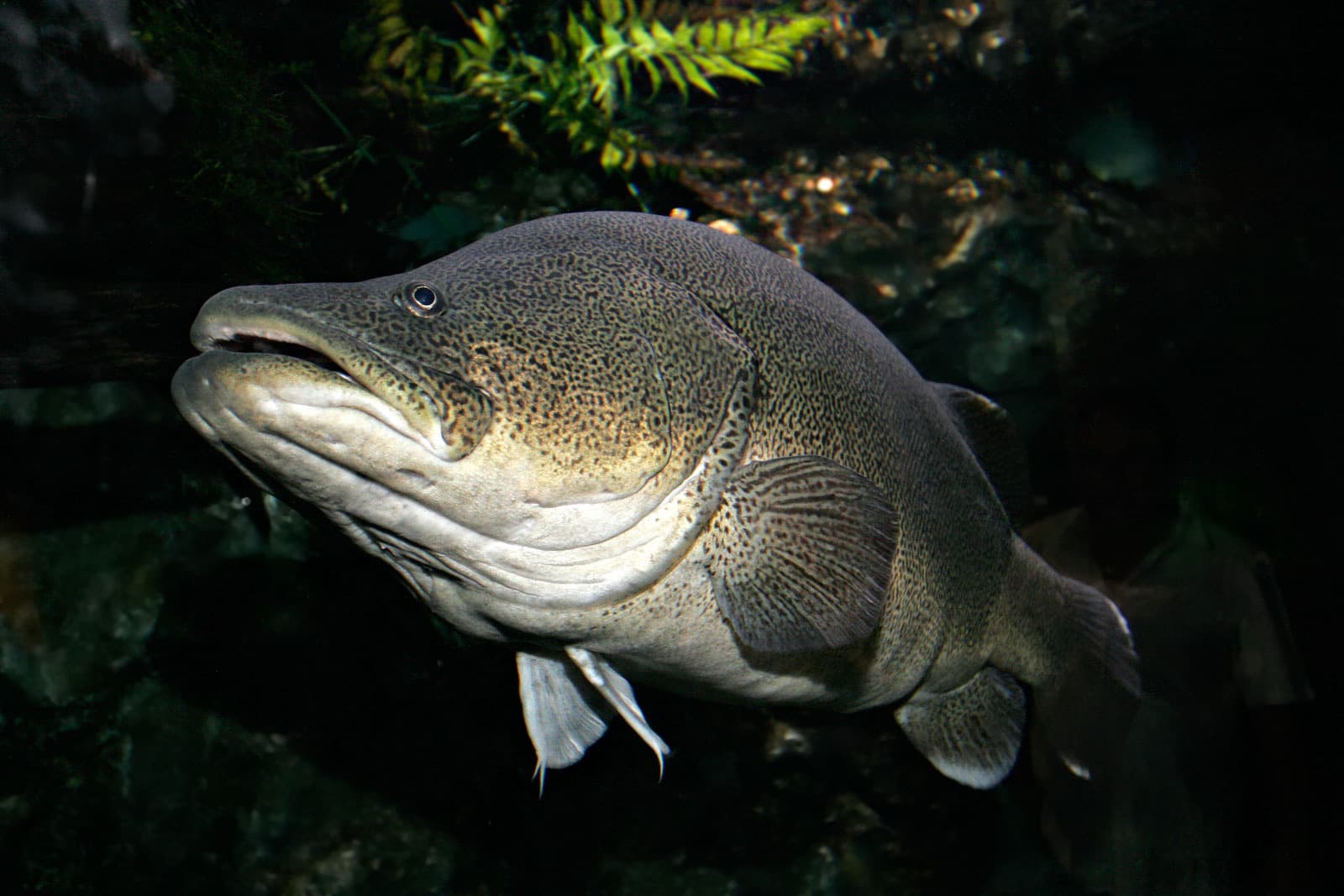 Murray Cod | Photographer Fir0002Flagstaffotos CC BY-SA