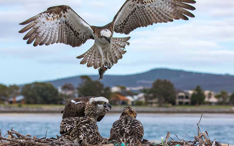 Osprey | Copyright Friends of Osprey