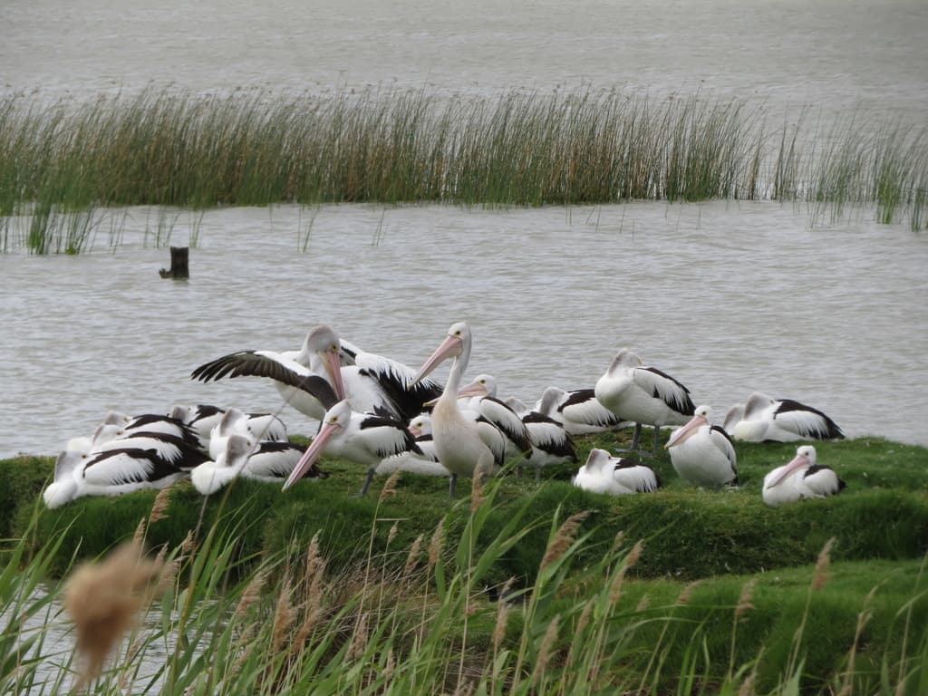 Pelicans at Meningie | Photographer Marco Mussita CCBY iNaturalist