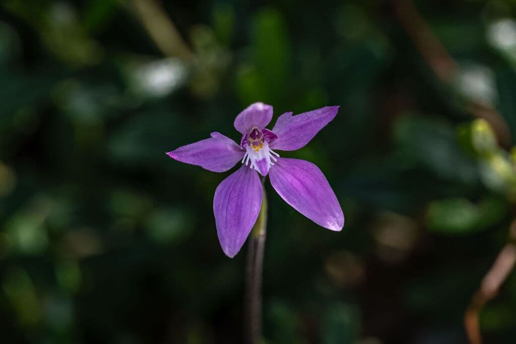 Pink Fairies | Photographer Alan Bell CCBY iNaturalist