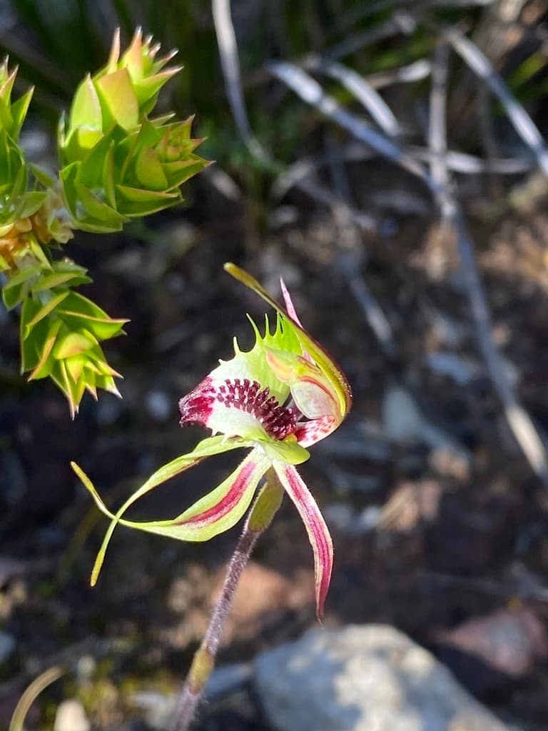 Plains Spider Orchid | Photographer John Van Den Nouwelant CCBY iNaturalist