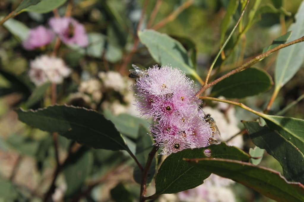 Port Lincoln Mallee | Photographer Stella Fish CCBY iNaturalist