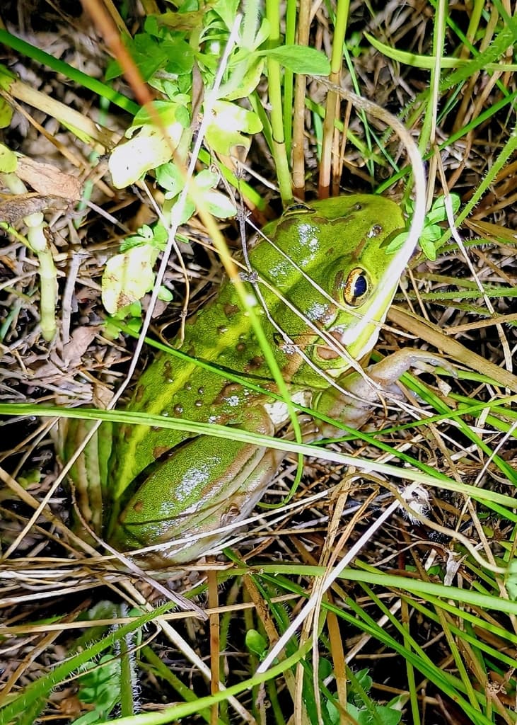Southern Bell Frog | Photographer Robert Gordon CC0 iNaturalist