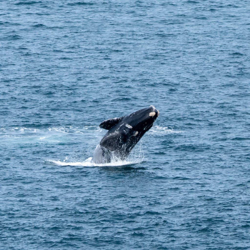 Southern Right Whale | Photo by bdhimes, sourced from iNaturalist, licensed under CC0