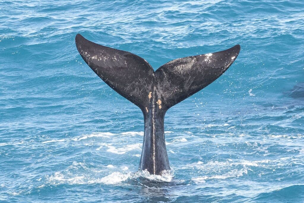 Southern Right Whale | Photographer Alan Bell iNaturalist CCBY