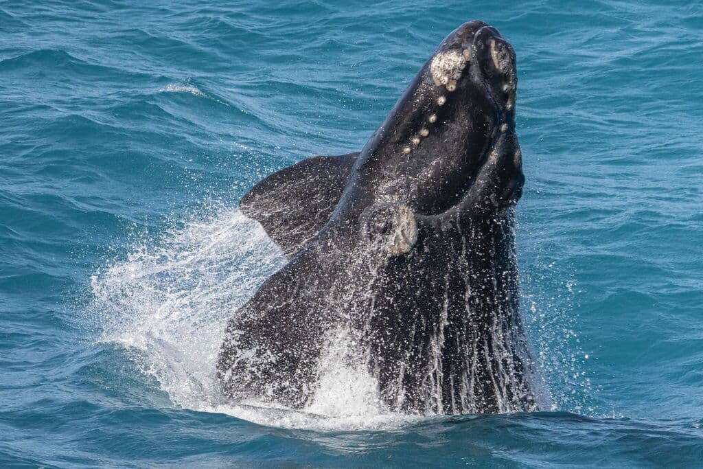 Southern Right Whale | Photographer Alan Bell iNaturalist CCBY