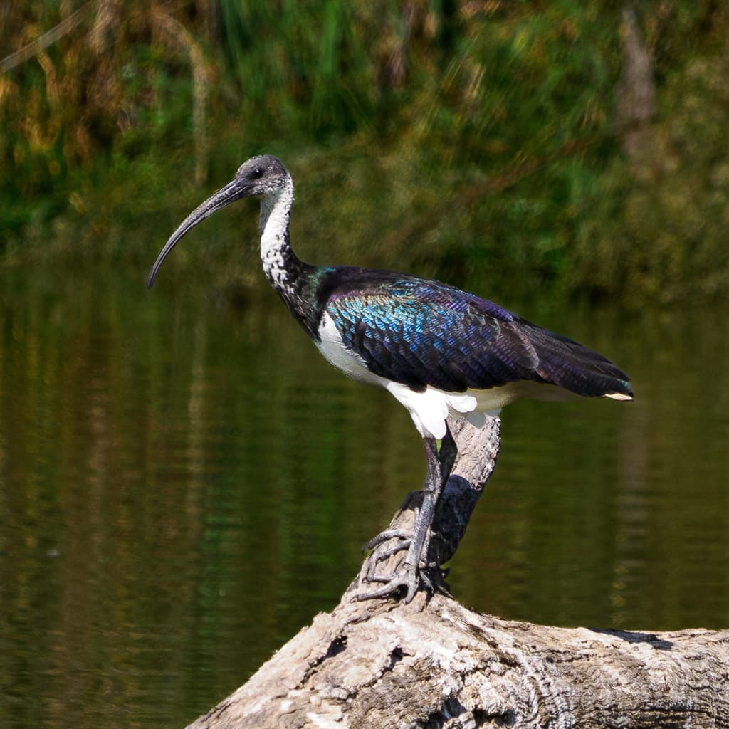 Straw-necked Ibis | Photographer Judith Swan CC BY iNaturalist