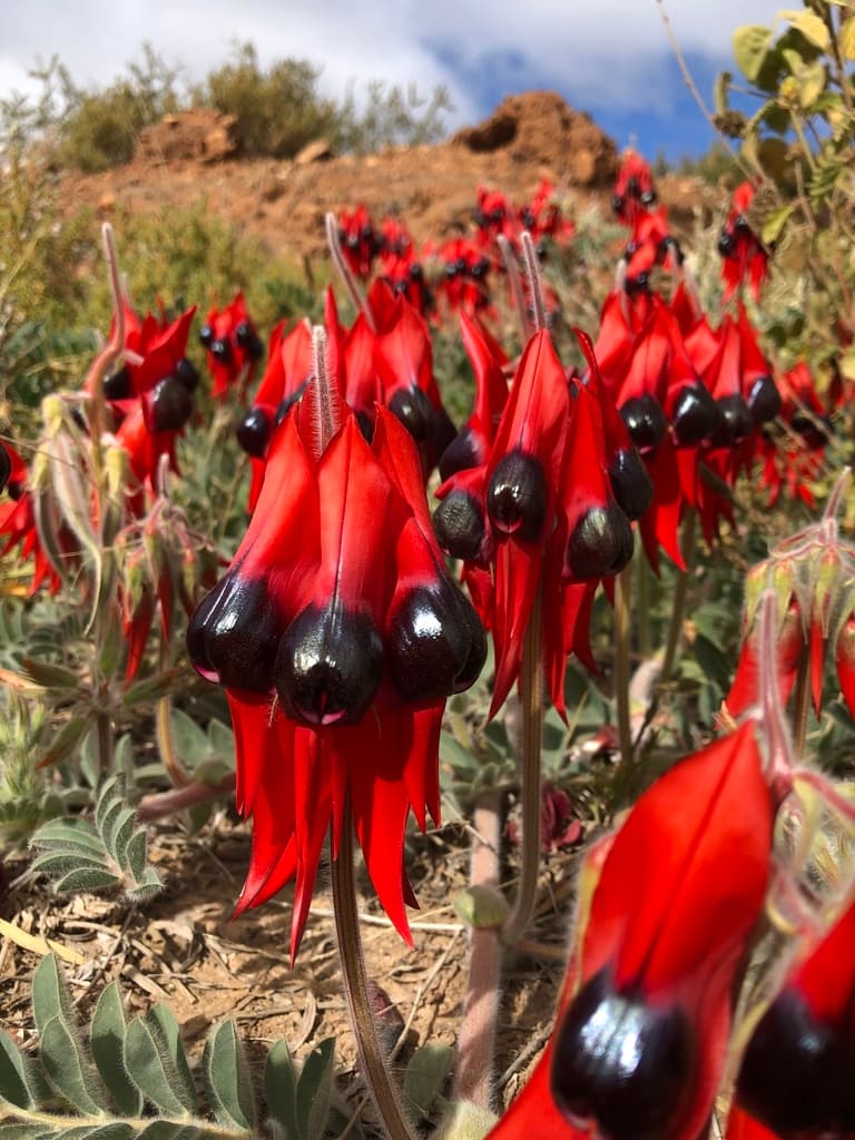 Sturt Desert Peas | Photo by Alex Stuart on iNaturalist, licensed under CC BY 4.0