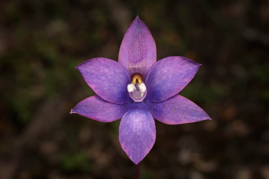 Sun Orchids Photographer Connor Margetts CC0 iNaturalist