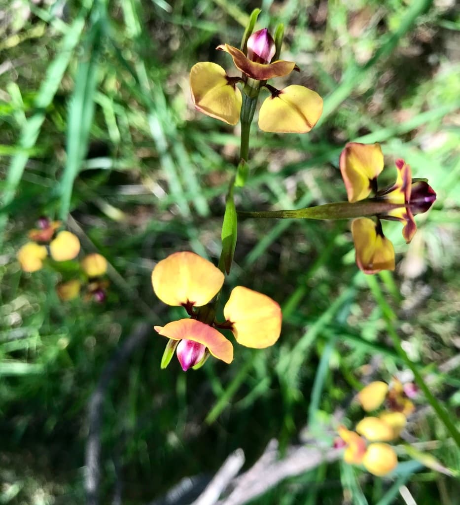 Wallflower Orchid | Photographer neotrigonia CC iNaturalist