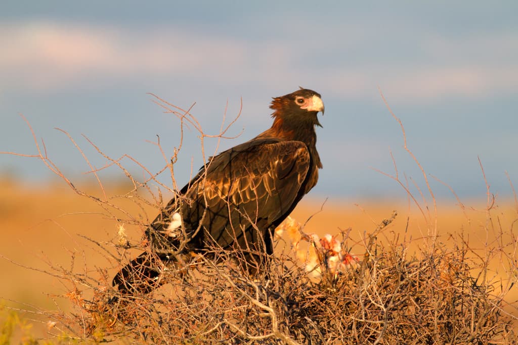 Wedge-tailed Eagle | Photographer Kym Nicolson CC0 iNaturalist