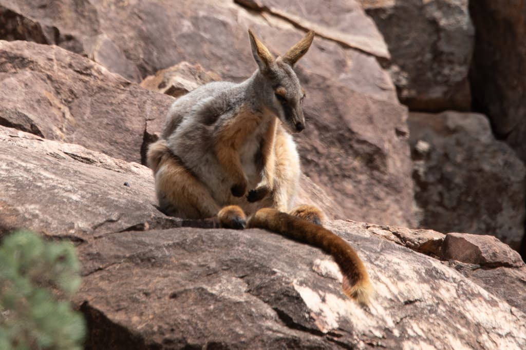 Yellow-footed Rock Wallaby Photographer Joshua S. Martin CC0 iNaturalist