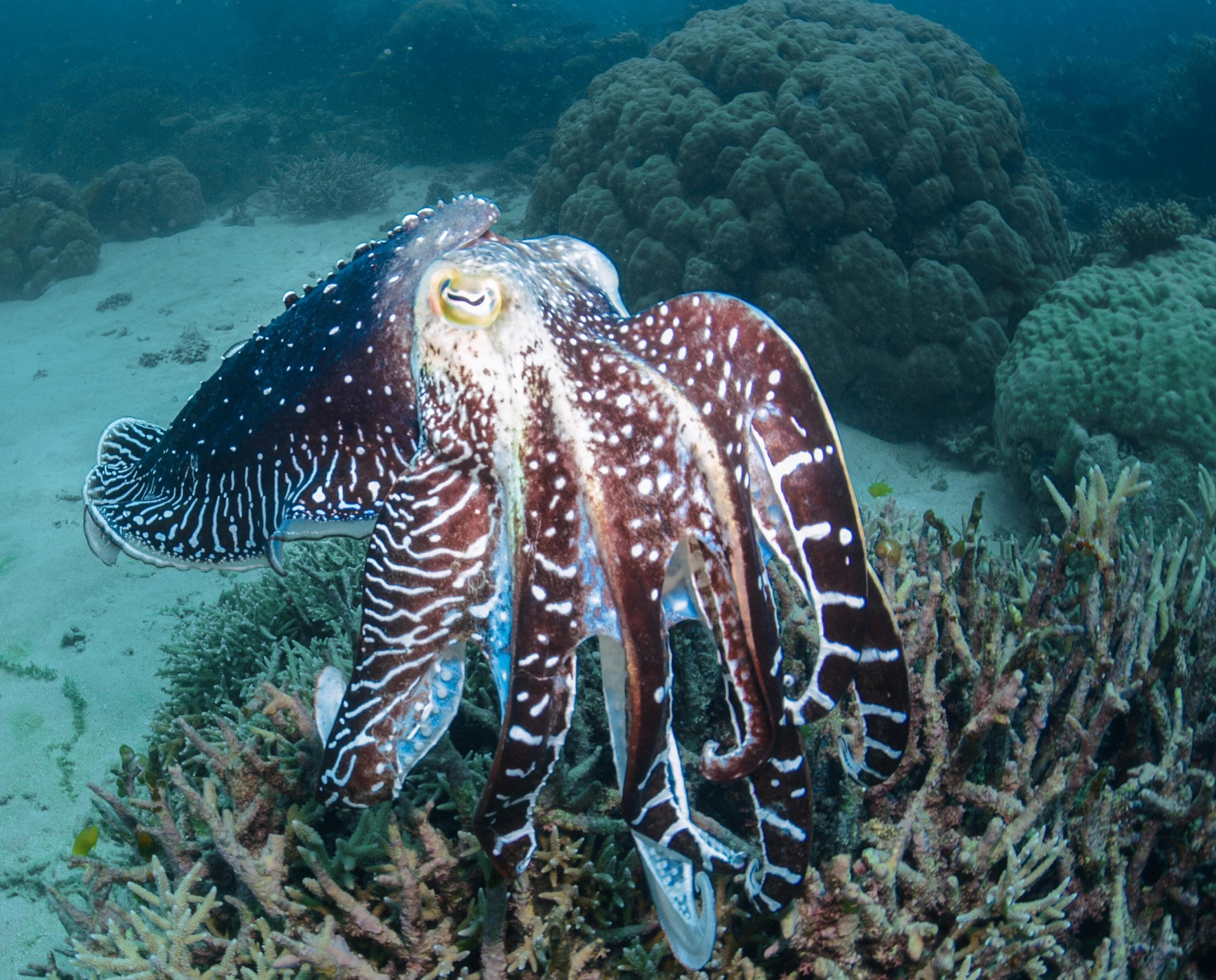 Giant Cuttlefish | Photographer: May Law