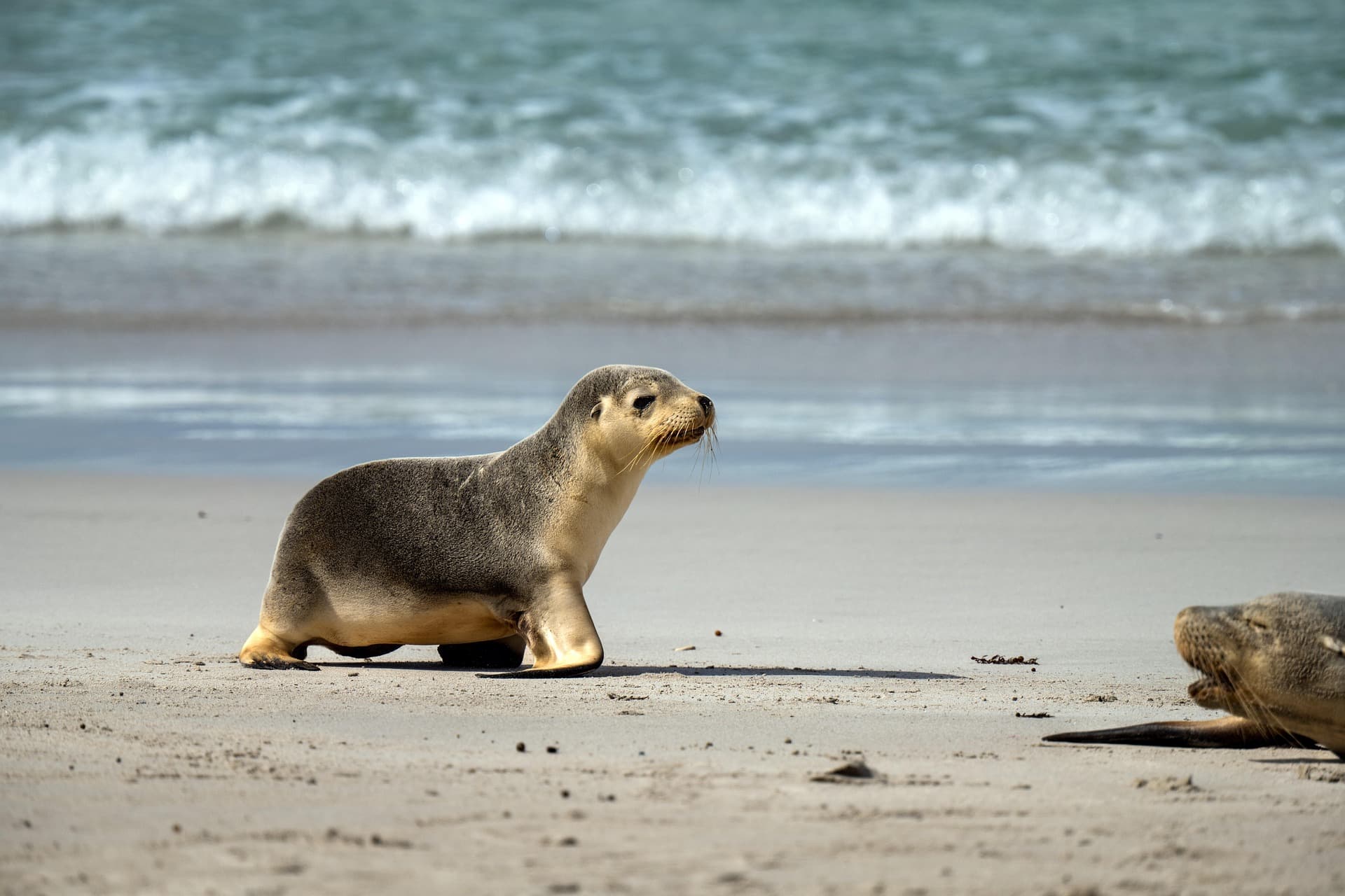 Australian Sea Lion | Photographer XiSerge from Pixabay